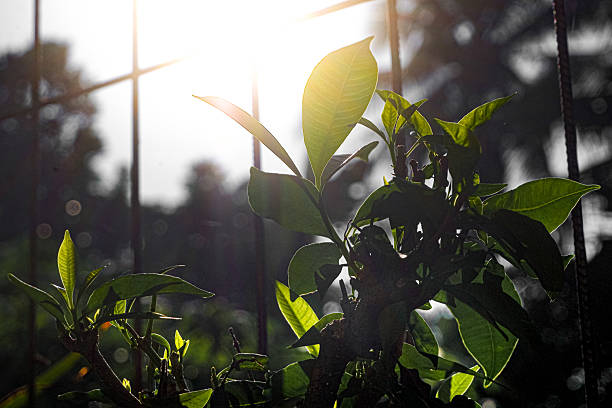 Green Plant Leaves Backlit by Sunlight – Hope and Growth in Nature