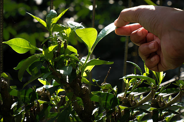 istock Hand Touching Young Green Plant in Natural Sunlight 2222181634