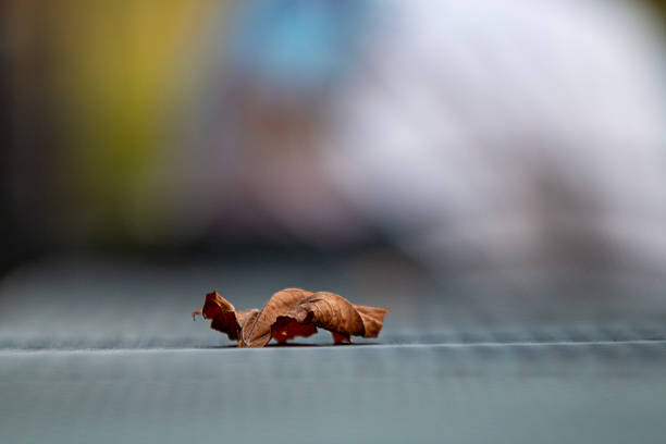 Close-up of a single dry brown curled leaf resting on a textured bluish surface outdoors, captured with an extremely shallow depth of field and soft, colorful bokeh background. No people present.
