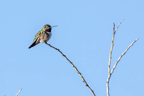 istock Broad-tailed hummingbird in Colorado 2222184289
