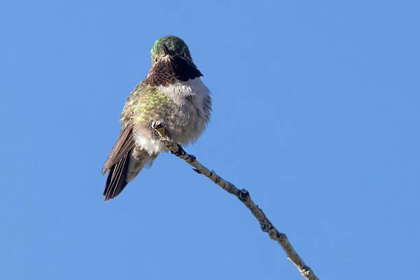 istock Broad-tailed hummingbird in Colorado 2222184291