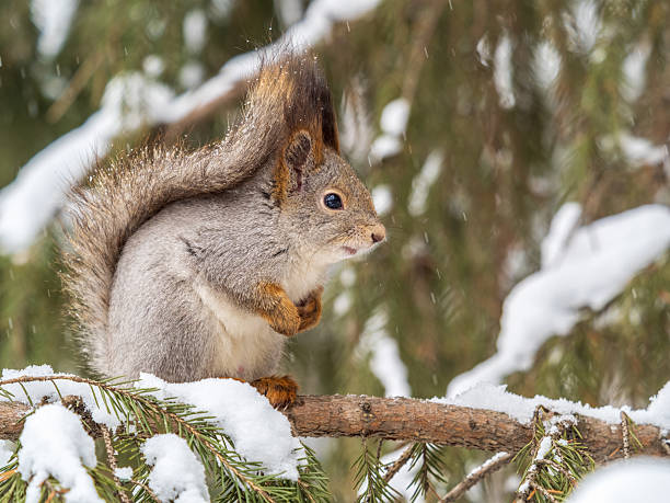 istock The squirrel sits on a branches without leaves in the winter or autumn 2222184659