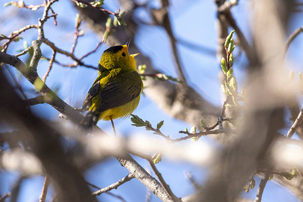 Wilson's Warbler in Colorado