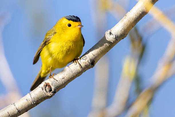 istock Wilson's Warbler in Colorado 2222184710
