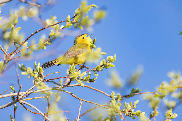 istock Wilson's Warbler in Colorado 2222184713