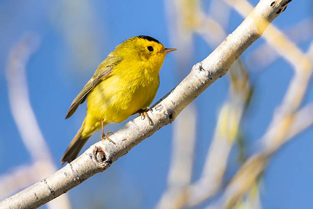 istock Wilson's Warbler in Colorado 2222184717