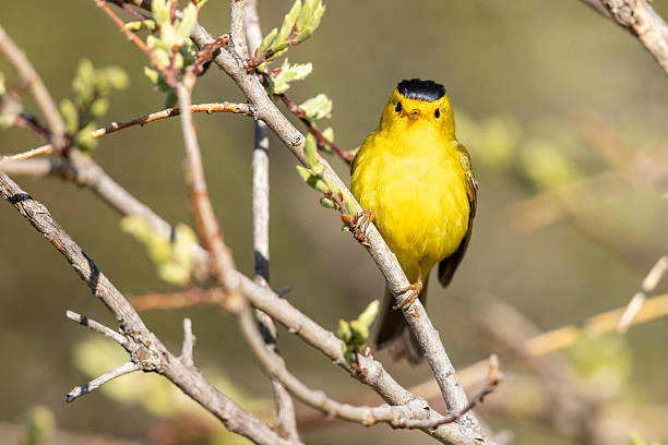 Wilson's Warbler in Colorado