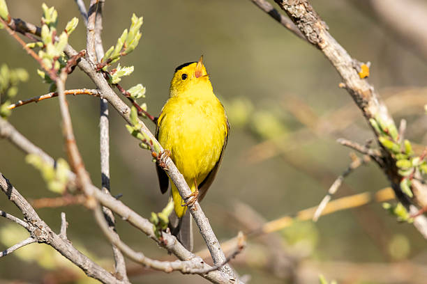 istock Wilson's Warbler in Colorado 2222184720