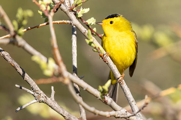 istock Wilson's Warbler in Colorado 2222184723