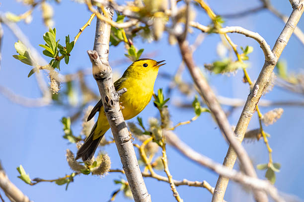 istock Wilson's Warbler in Colorado 2222184727