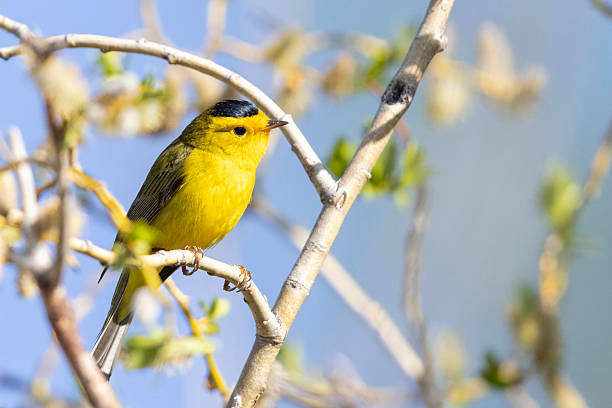 Wilson's Warbler in Colorado