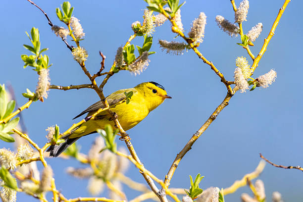 Wilson's Warbler in Colorado