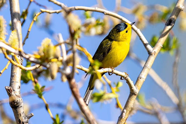 Wilson's Warbler in Colorado