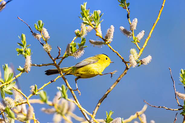 istock Wilson's Warbler in Colorado 2222184738