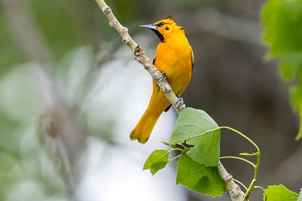 istock Bullock's Oriole in Colorado. 2222185010