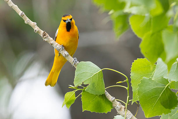 istock Bullock's Oriole in Colorado. 2222185011
