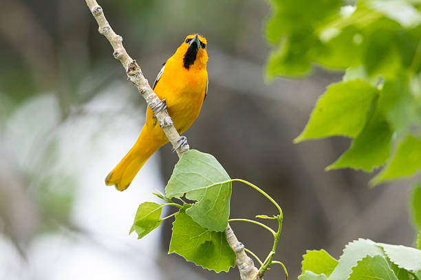 istock Bullock's Oriole in Colorado. 2222185019