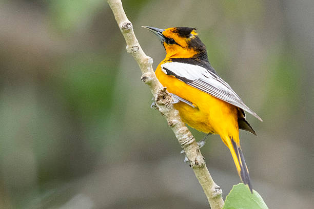 istock Bullock's Oriole in Colorado. 2222185020