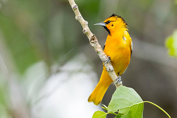 Bullock's Oriole in Colorado.