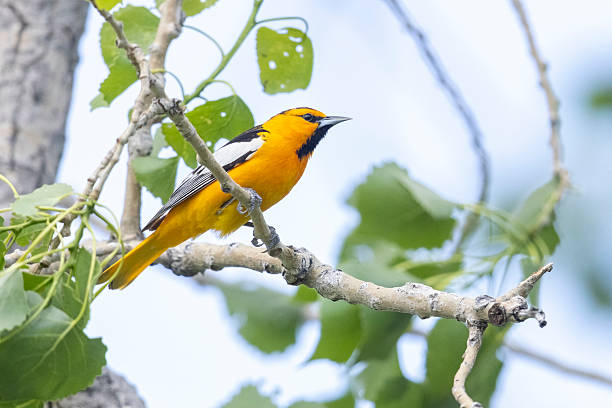 istock Bullock's Oriole in Colorado. 2222185024