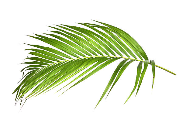 istock Green palm leaves isolated on white background 2222186063