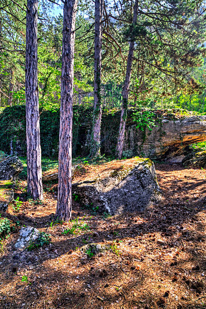 istock Forest landscape in a sunny day 2222186897