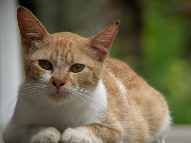 istock Beautiful Domestic Cat Lying Down in Natural Light 2222187327