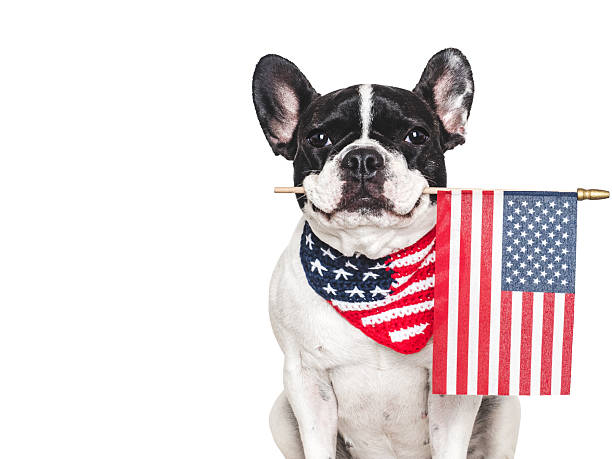 istock Cute puppy, collar and American Flag. Studio shot 2222187410