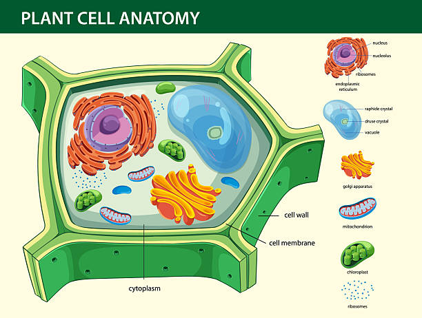 istock Detailed Plant Cell Anatomy Vector Illustration 2222188181