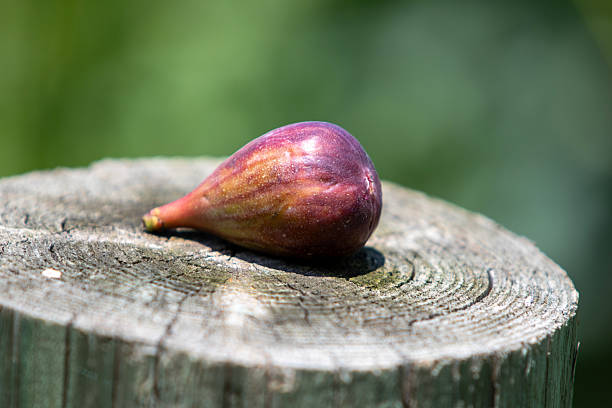 Close-up of a single ripe purple fig resting on a sun-lit, weather-worn tree stump, with concentric growth rings and rich surface texture in sharp focus against a softly blurred green garden background. Natural summer harvest scene, no people present.