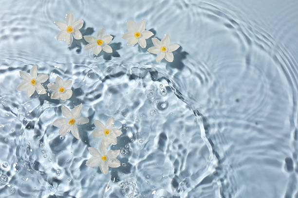 istock Beautiful daffodils in water on light blue background, top view. Space for text 2222188770