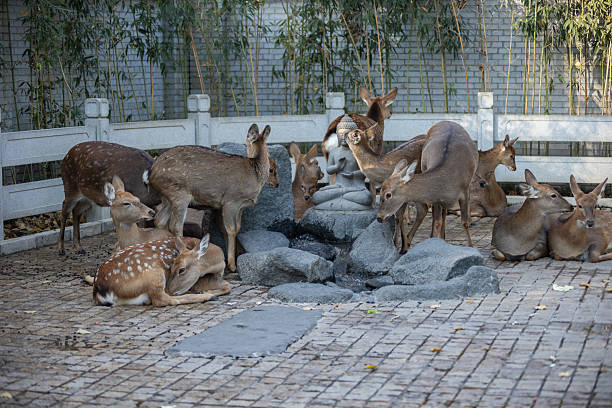 Deer family in taking sunbath in Nara Park.