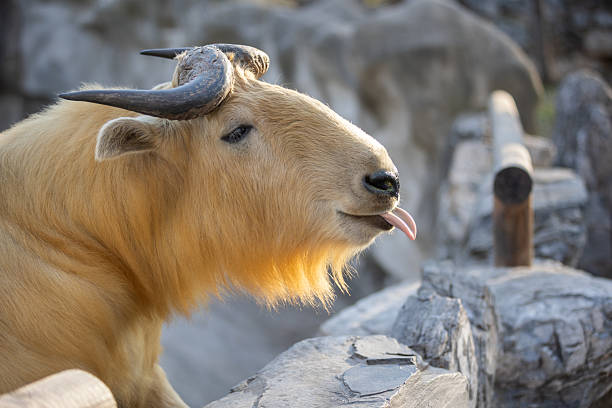 A golden-colored goat-antelope, possibly a markhor or a similar species, is featured in a close-up profile view.  The animal has a curious expression, with its tongue slightly extended. The image is taken in what appears to be its natural habitat at a zoo or wildlife park. The light brown color of the animal's coat stands out against the rocky surroundings.  The image highlights details of the animal's horns and facial features, showcasing the beauty and uniqueness of this animal species.