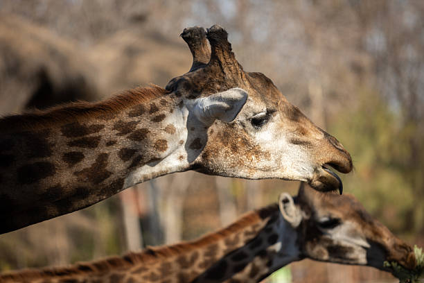 Close-up of a giraffe's head and neck in its natural habitat, with soft focus on the background of another giraffe and natural vegetation.  The giraffe appears to be feeding or browsing. The image showcases the animal's unique spotted coat pattern and its long neck. The image is a profile view, highlighting the giraffe's physical characteristics and its interaction with its environment.