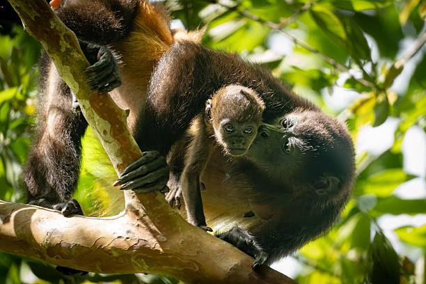 istock Mother and baby monkey on a tree branch. 2222189911