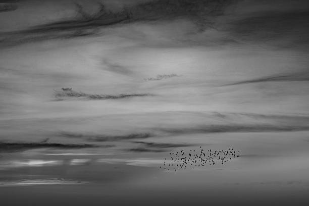 istock Starling murmuration in black and white, Wales, Britain 2222189982