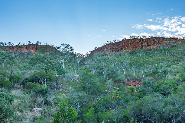 istock Steep red rock cliff background to Australian bush with white euscalyptus tree 2222190279