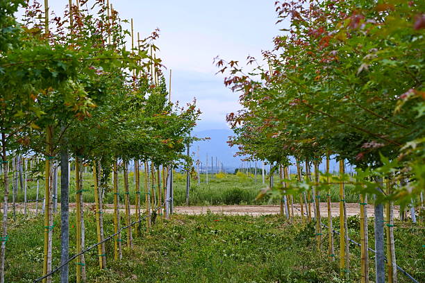 istock Plant nursery with various trees and shrubs in neat rows. Lush greenery, natural setting 2222192493