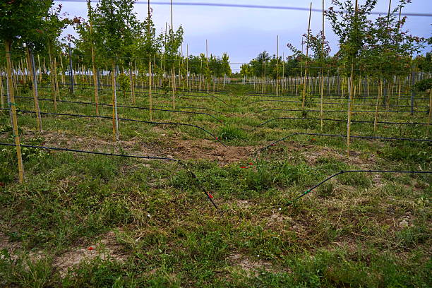istock Plant nursery with various trees and shrubs in neat rows. Lush greenery, natural setting 2222192554