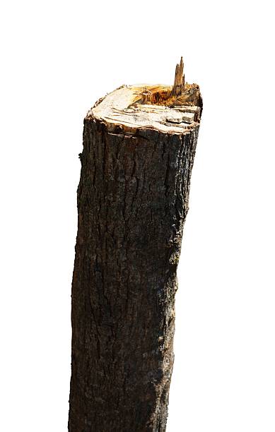 istock wood log isolated on white 2222192666