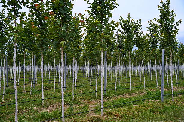 istock Plant nursery with various trees and shrubs in neat rows. Lush greenery, natural setting 2222192683
