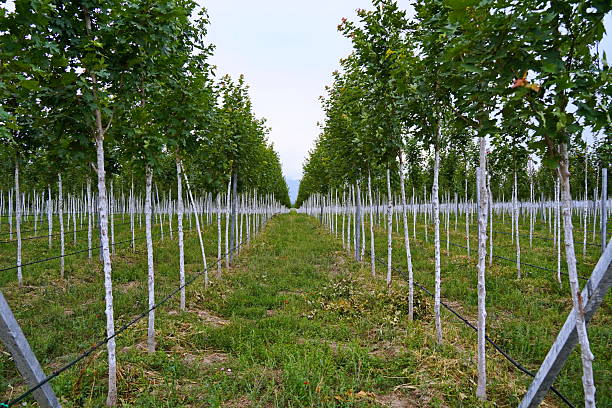 istock Plant nursery with various trees and shrubs in neat rows. Lush greenery, natural setting 2222192802