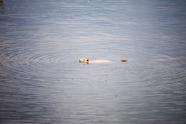 red albino nutria spitting in a lake. Environmental protection