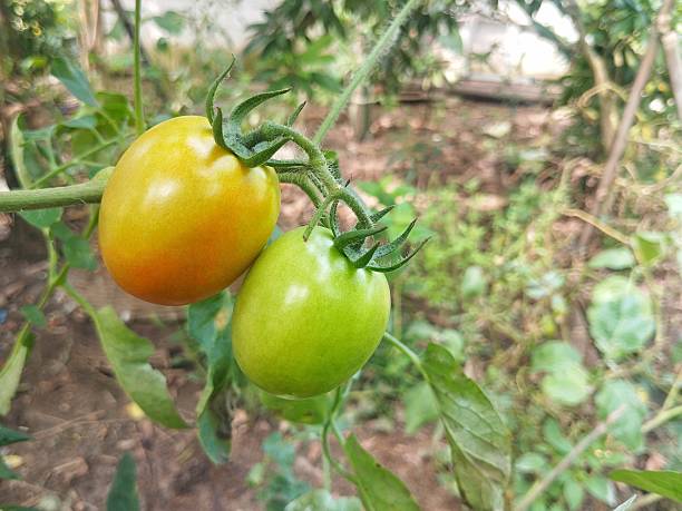 Fresh tomatoes still on tree in organic plant garden, close up view