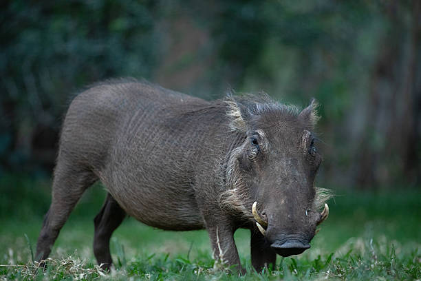 istock A lone warthog grazes on the green grass. 2222195534