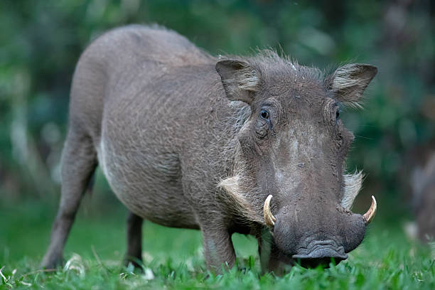 istock A lone warthog grazes on the green grass. 2222195655