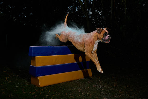 boxer jumping an agility obstacle with colored powder on her back on a dark background