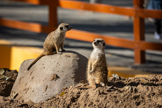 Two meerkats stand vigilant atop a large rock, perched atop a sandy mound.  They are alert, looking outwards.  The scene is suggestive of a sunny day at a zoo or wildlife preserve.