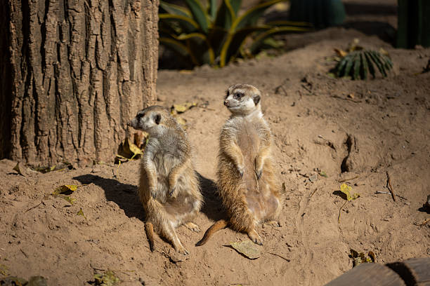 An adult meerkat walks outdoors