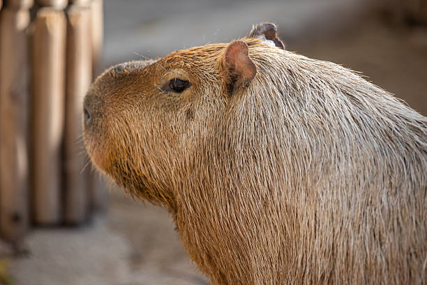 A close-up view of a capybara's head and shoulders. The capybara is a large rodent native to South America.  It is a herbivore and can be found in various habitats like grasslands and wetlands.  The capybara's fur is a mix of brown and grey tones, and its expression is calm and relaxed, with visible ears and eyes.  The image captures the capybara's peaceful demeanor and natural beauty.